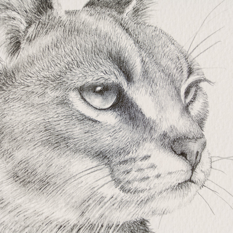 PHI SLE WWL 15880 Caracal Study P Hi 2