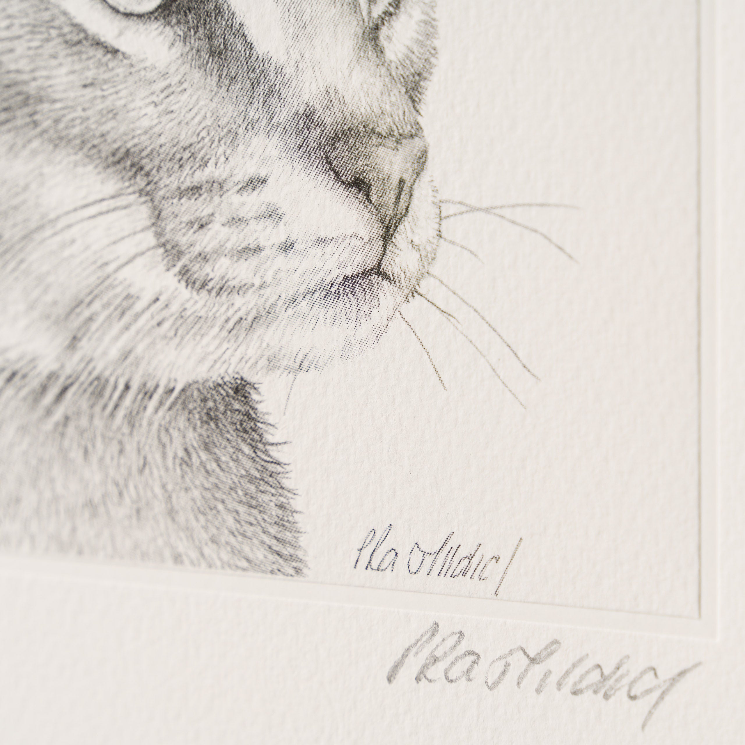 PHI SLE WWL 15880 Caracal Study P Hi 3