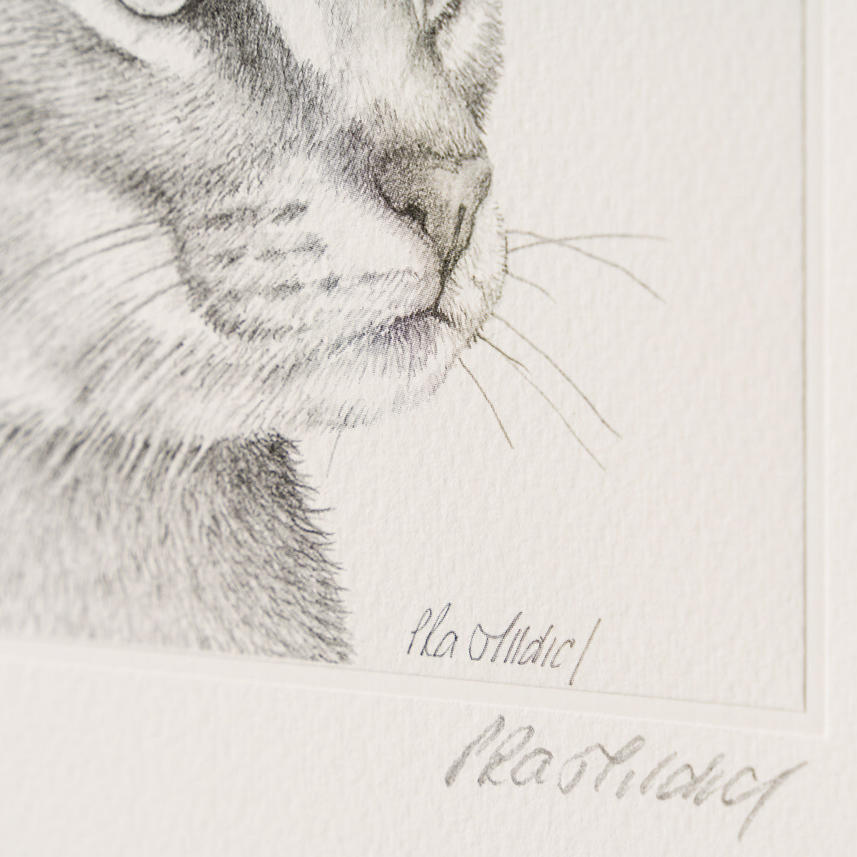 PHI SLE WWL 15880 Caracal Study P Hi 3