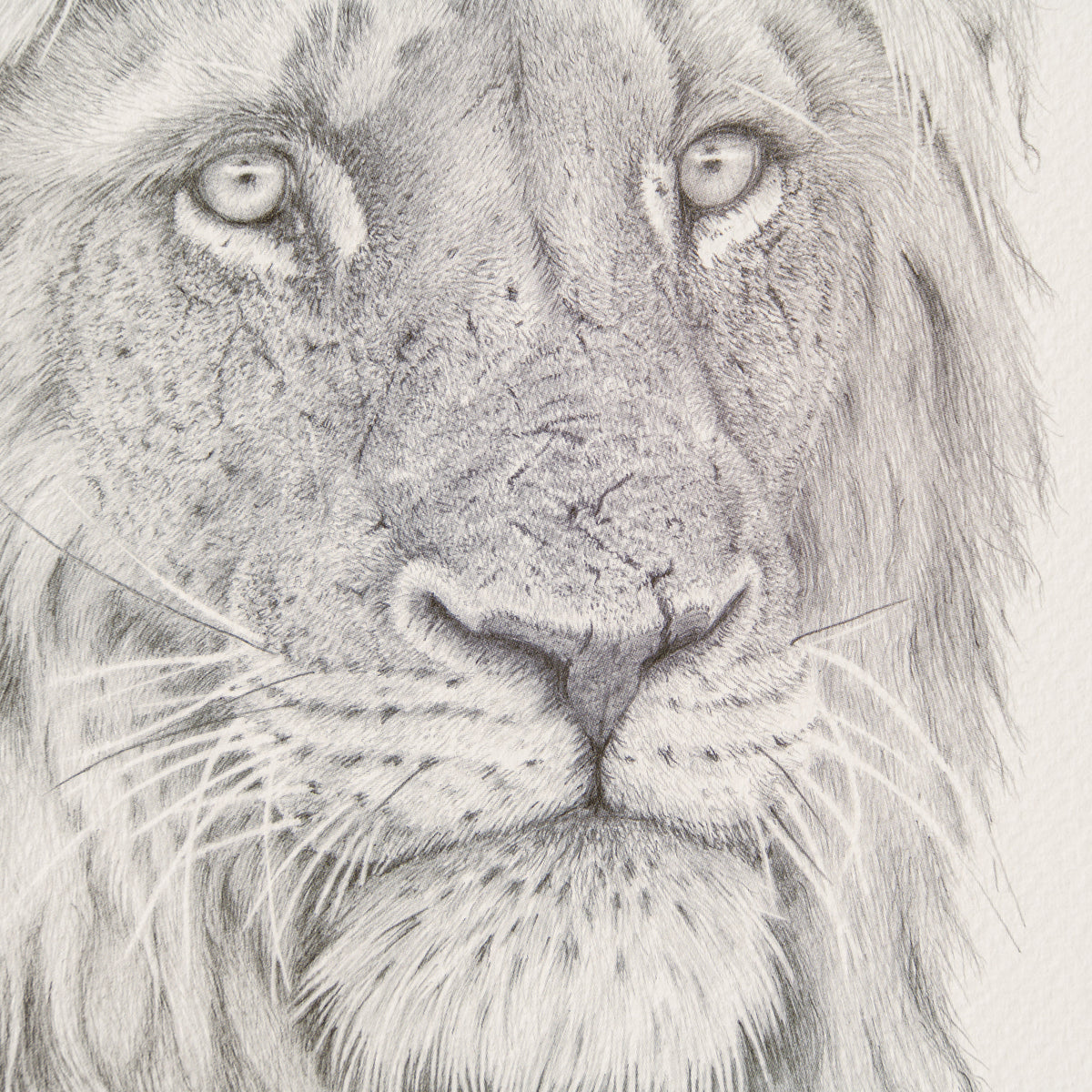 PHI SLE WWL 16494 Okavango Warrior H 2