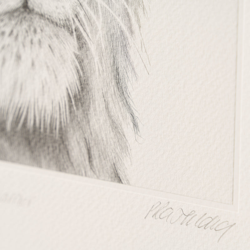 PHI SLE WWL 16494 Okavango Warrior H 4