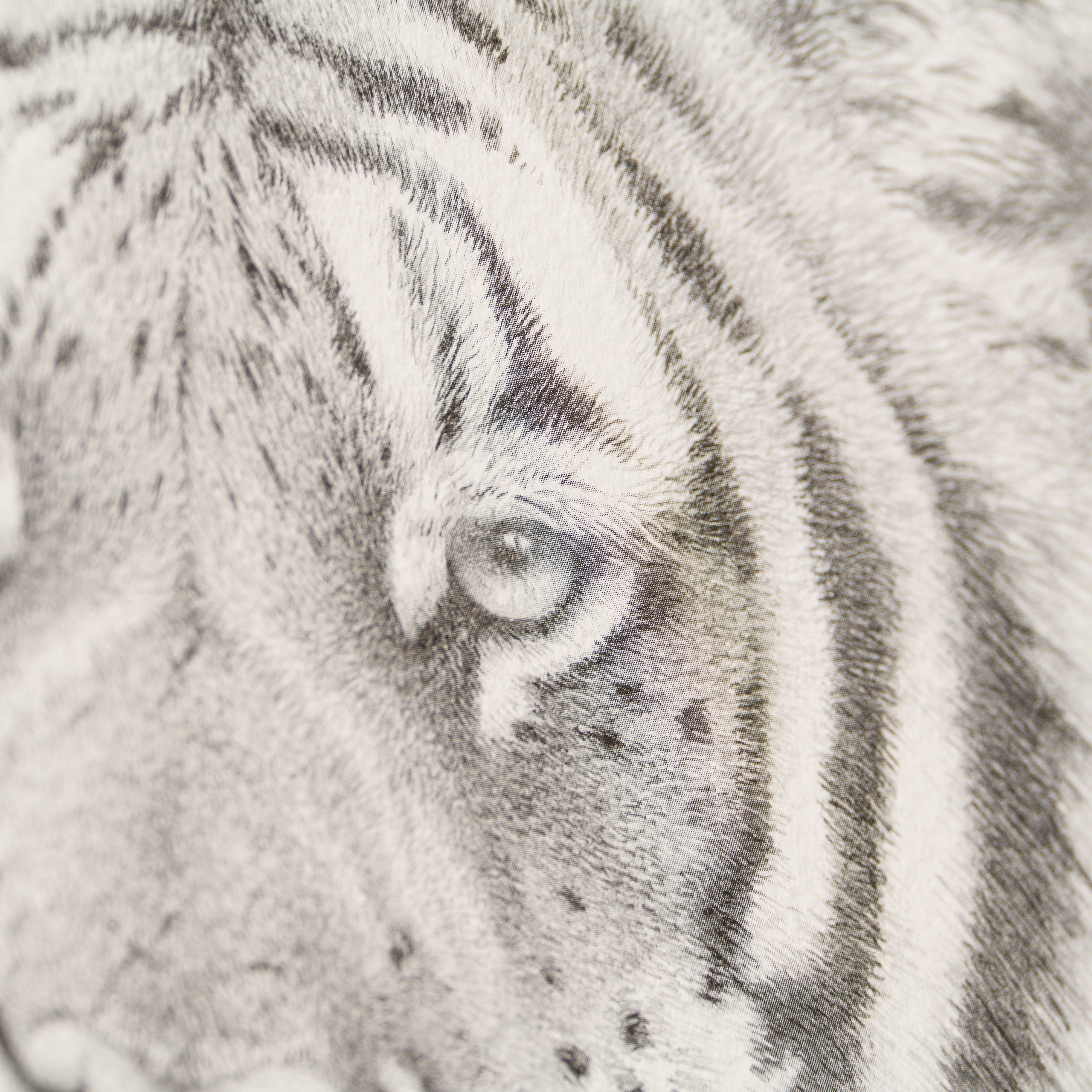 PHI SLE WWL 16495 Prince Bengal Hild 4