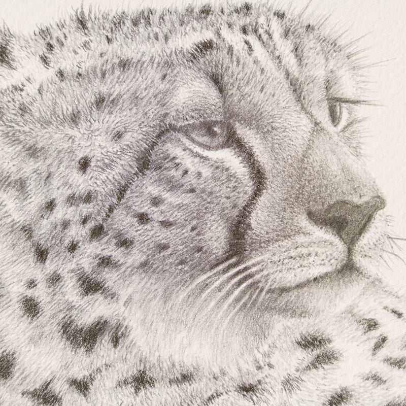 PHI SLE WWL 16496 Take Five Hildick 2