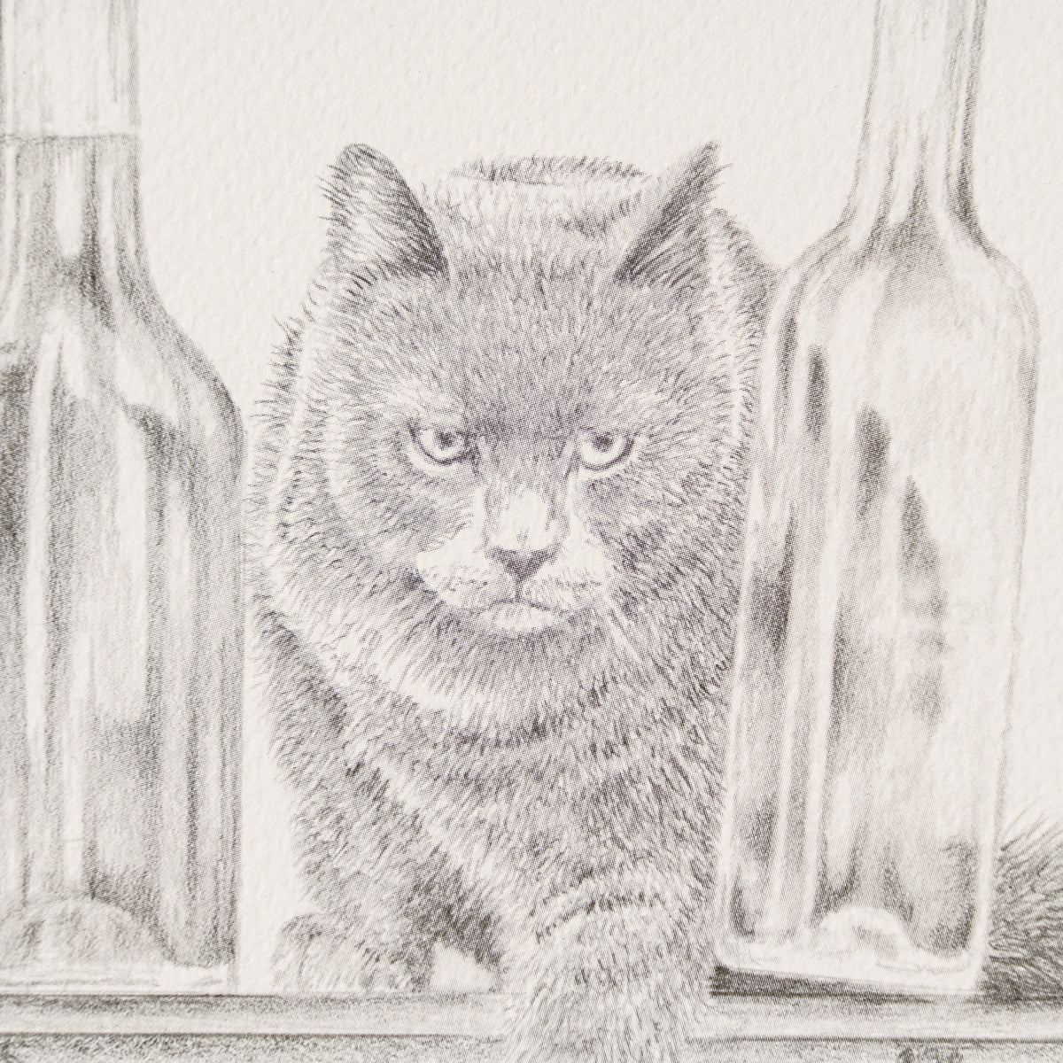 PHI SLE WWL 16497 By A Whisker Hildi 2