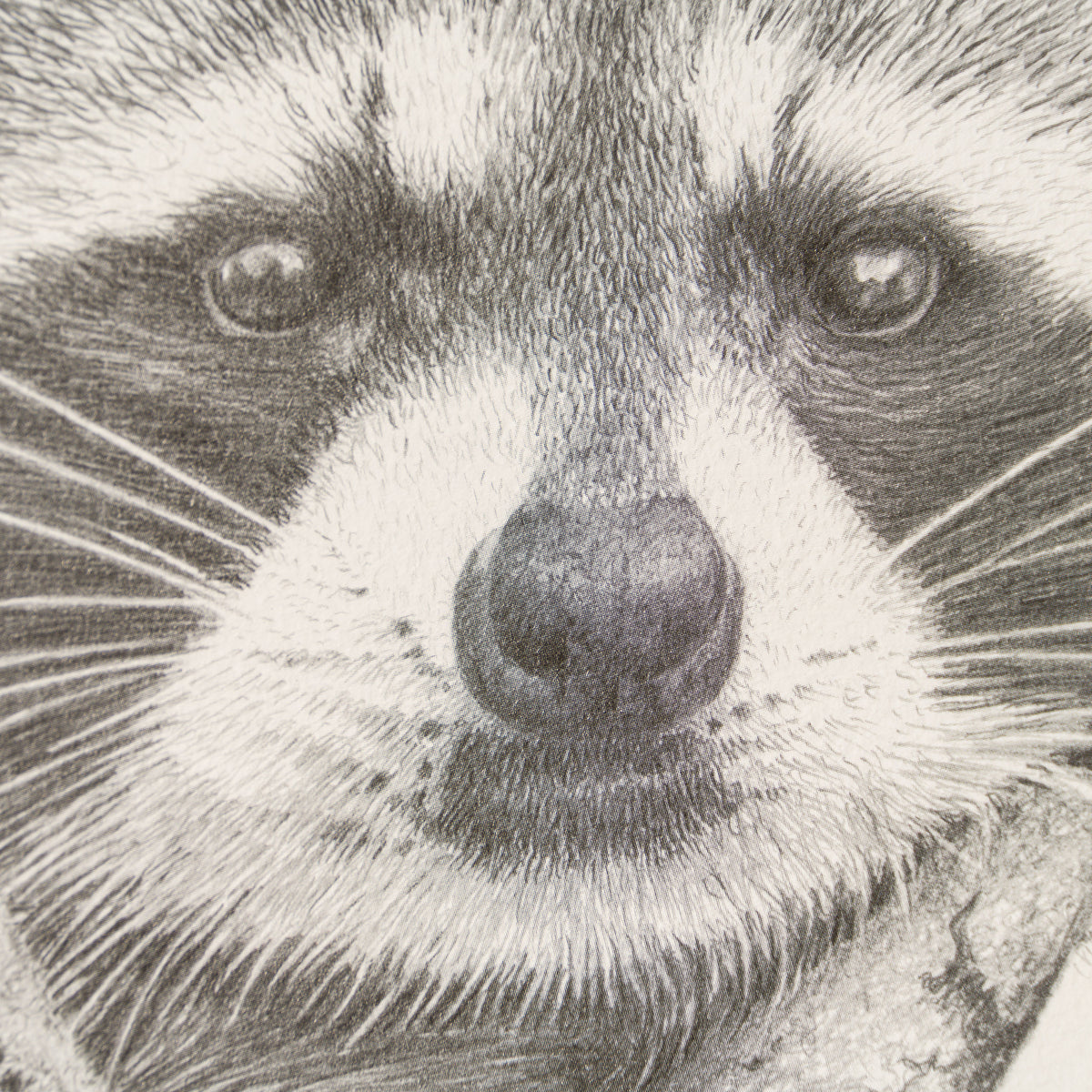 PHI SLE WWL 17917 The Bandit 2