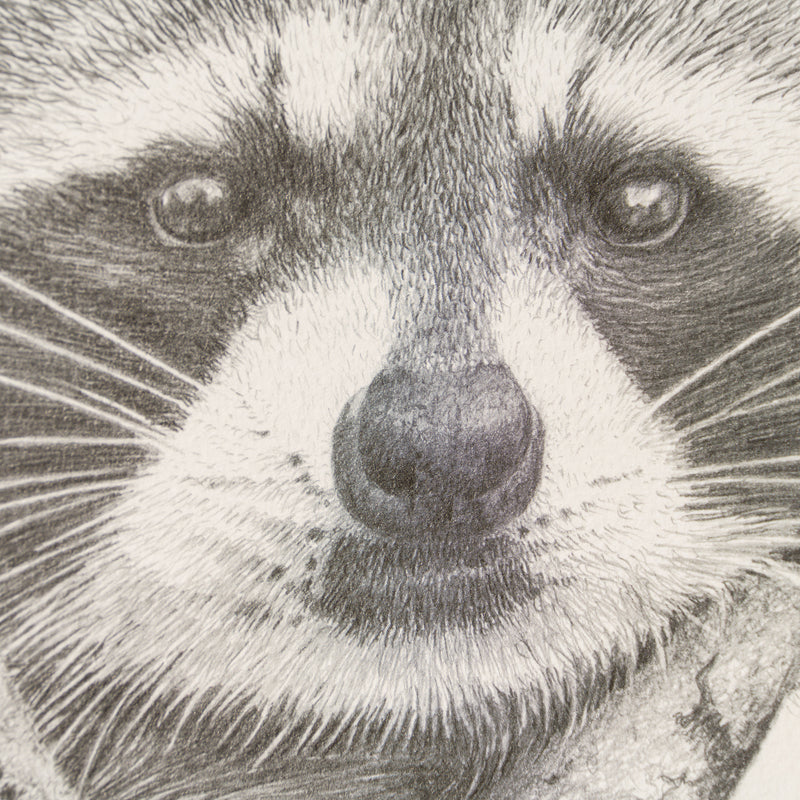 PHI SLE WWL 17917 The Bandit 2