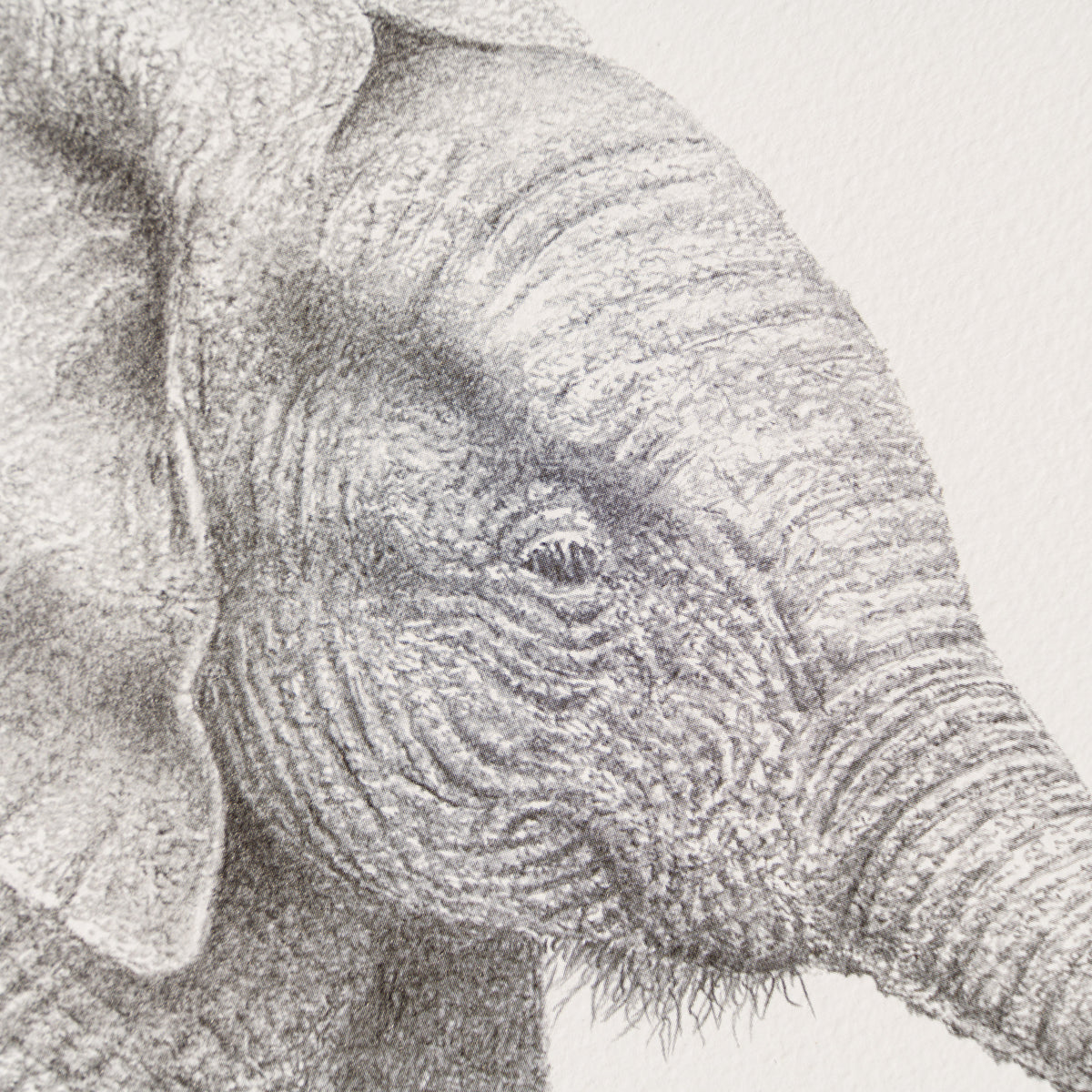 PHI SLE WWL 20252 Bathtime Hildick 3