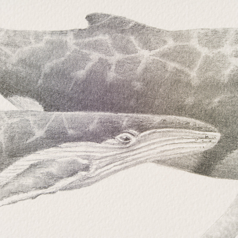 PHI SLE WWL 20804 Tranquility Hildic 3