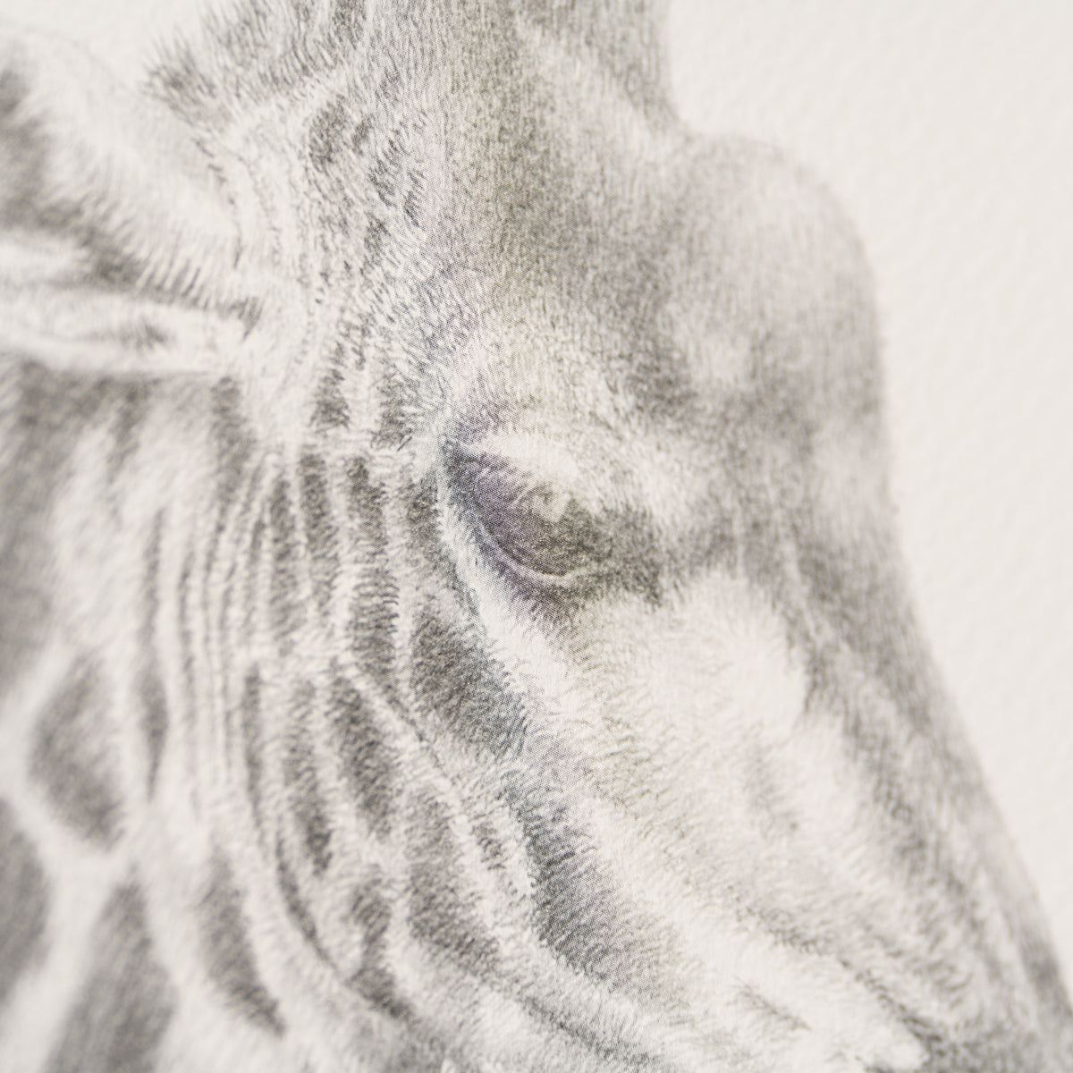 PHI SLE WWL 20888 Inseparable Hildic 3