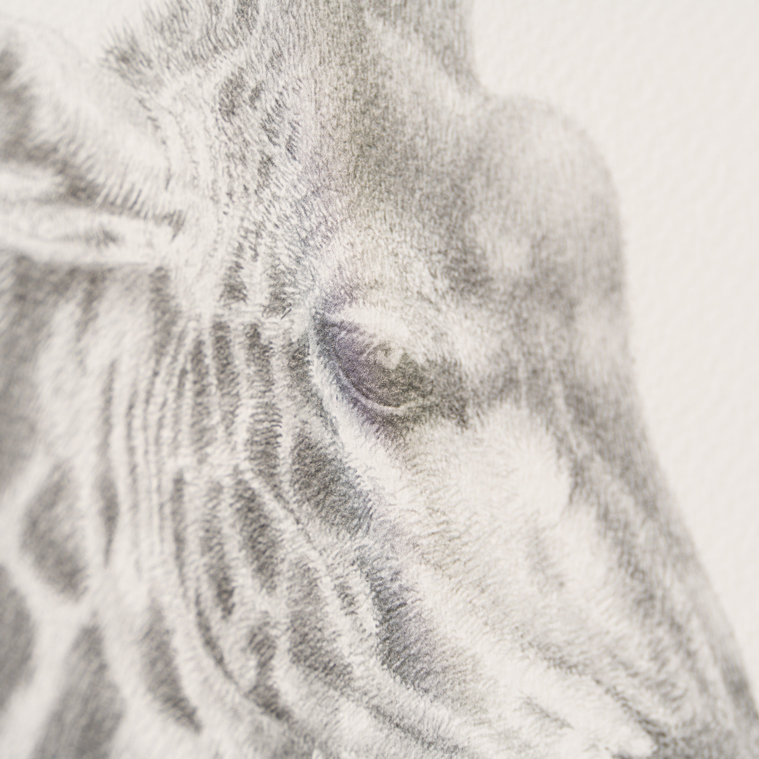 PHI SLE WWL 20888 Inseparable Hildic 3