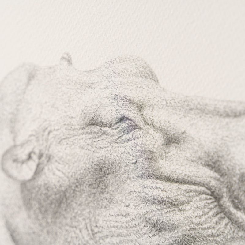 PHI SLE WWL 21605 Sleeping It Off Hi 4