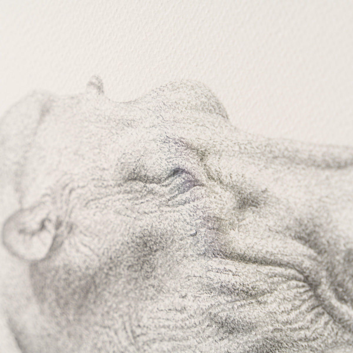 PHI SLE WWL 21605 Sleeping It Off Hi 4