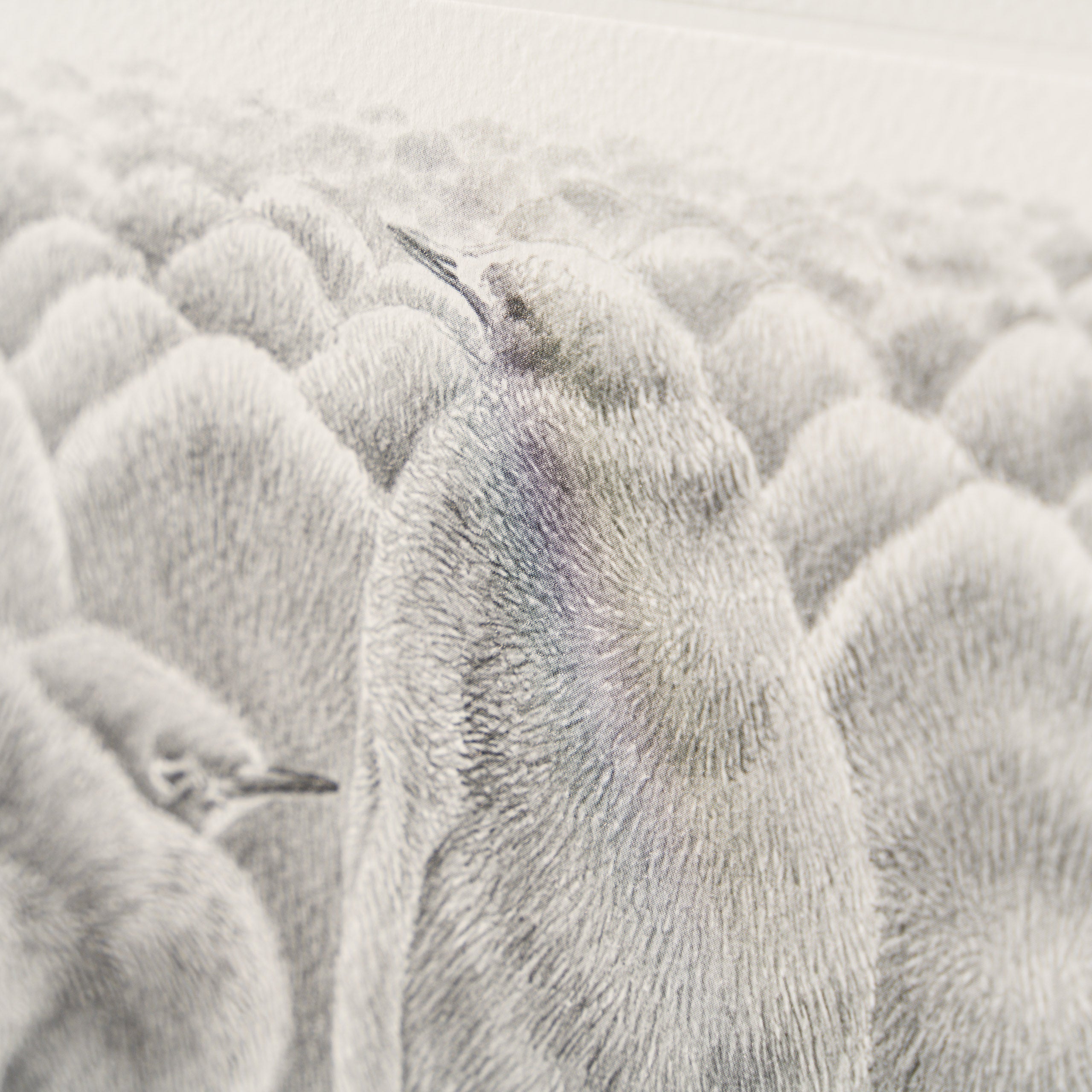 PHI SLE WWL 22168 Billy No Mates Hil 5