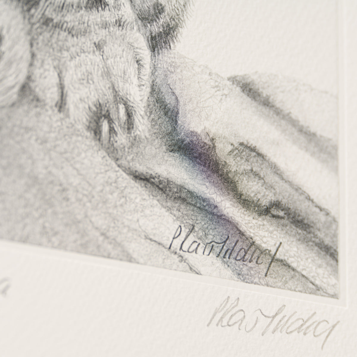 PHI SLE WWL 22169 Cita Hildick 3