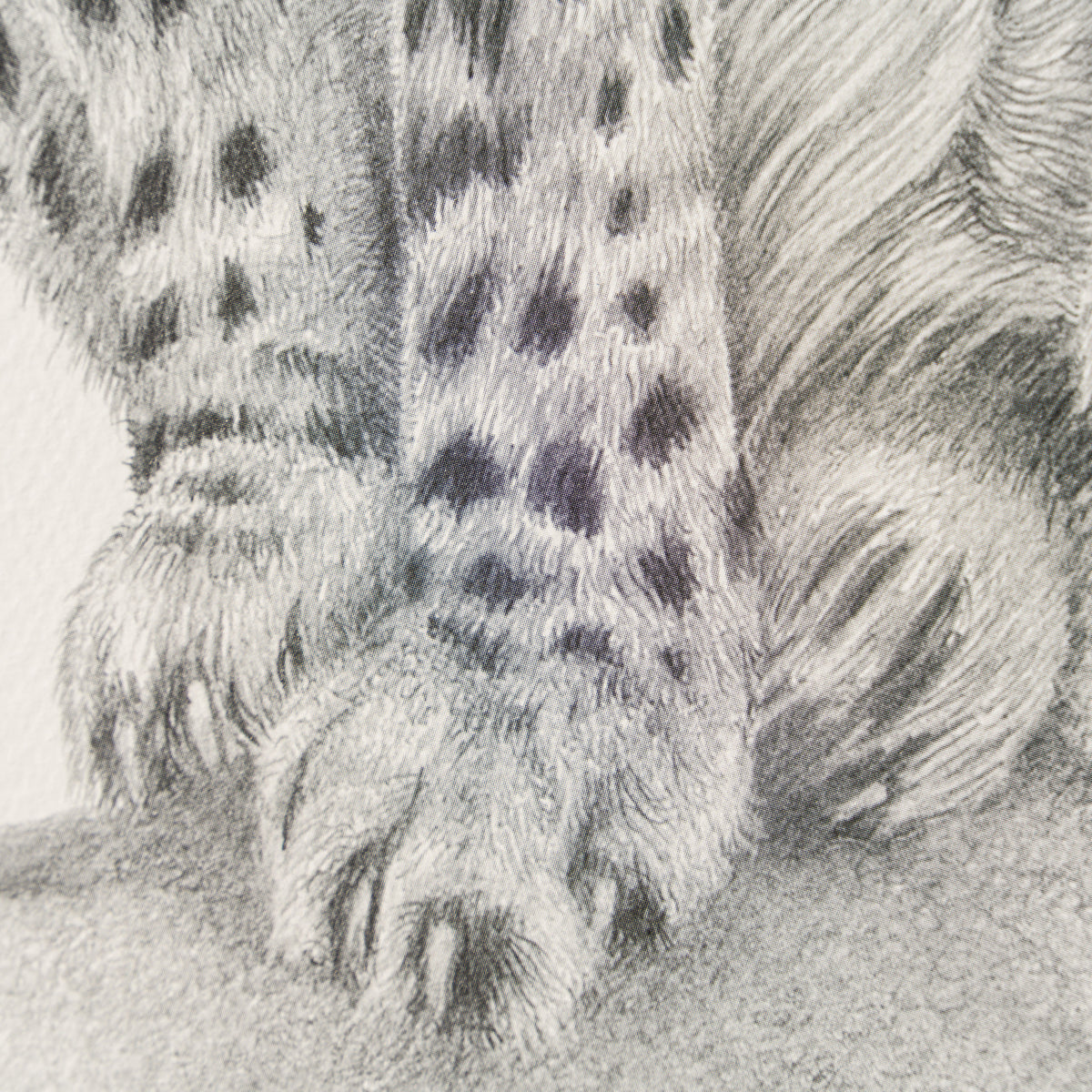 PHI SLE WWL 22169 Cita Hildick 4