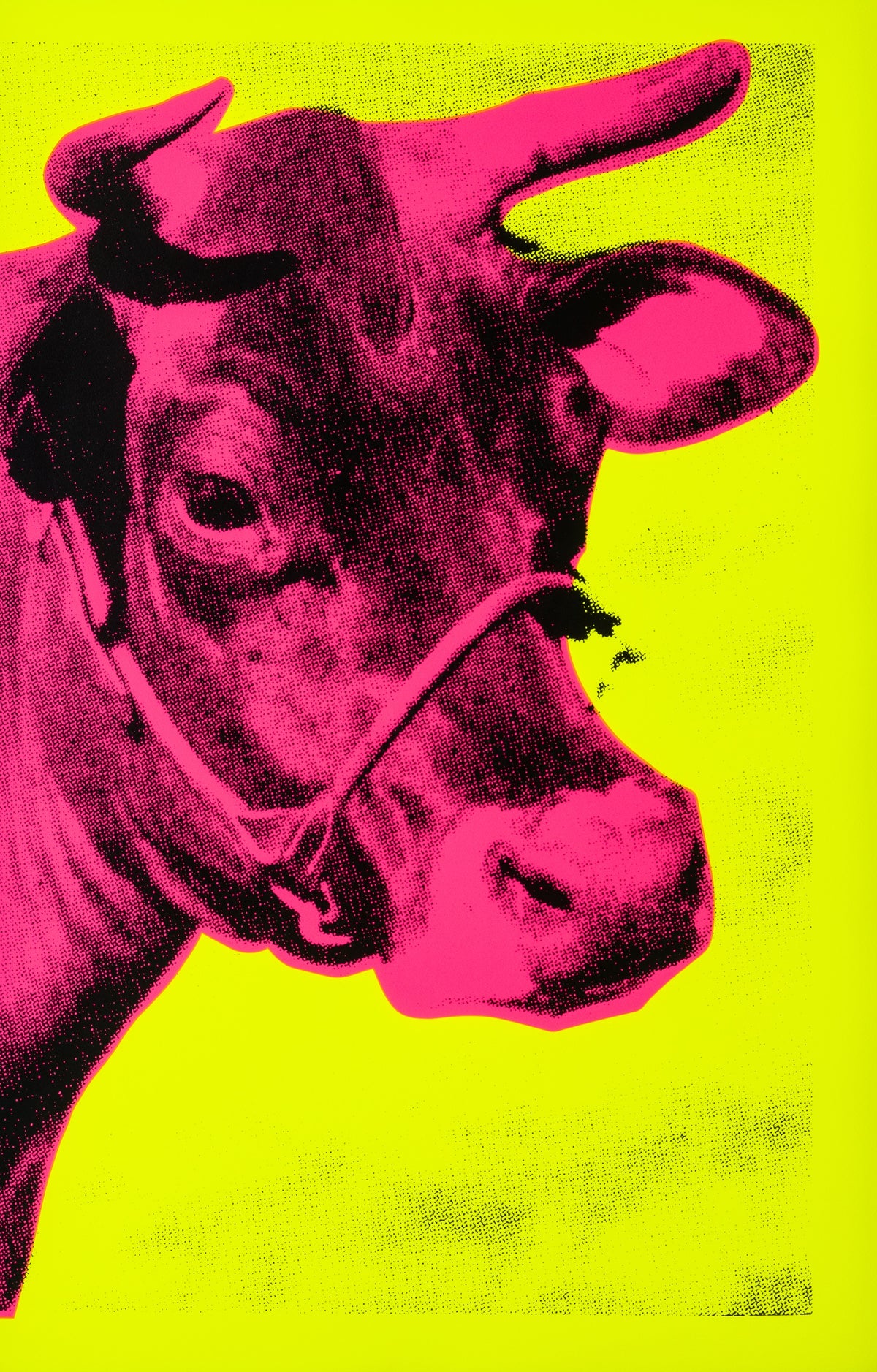 PSE SIL POR 25257 31 Cow IV Fluorescent Pink On Fluorescent Yellow