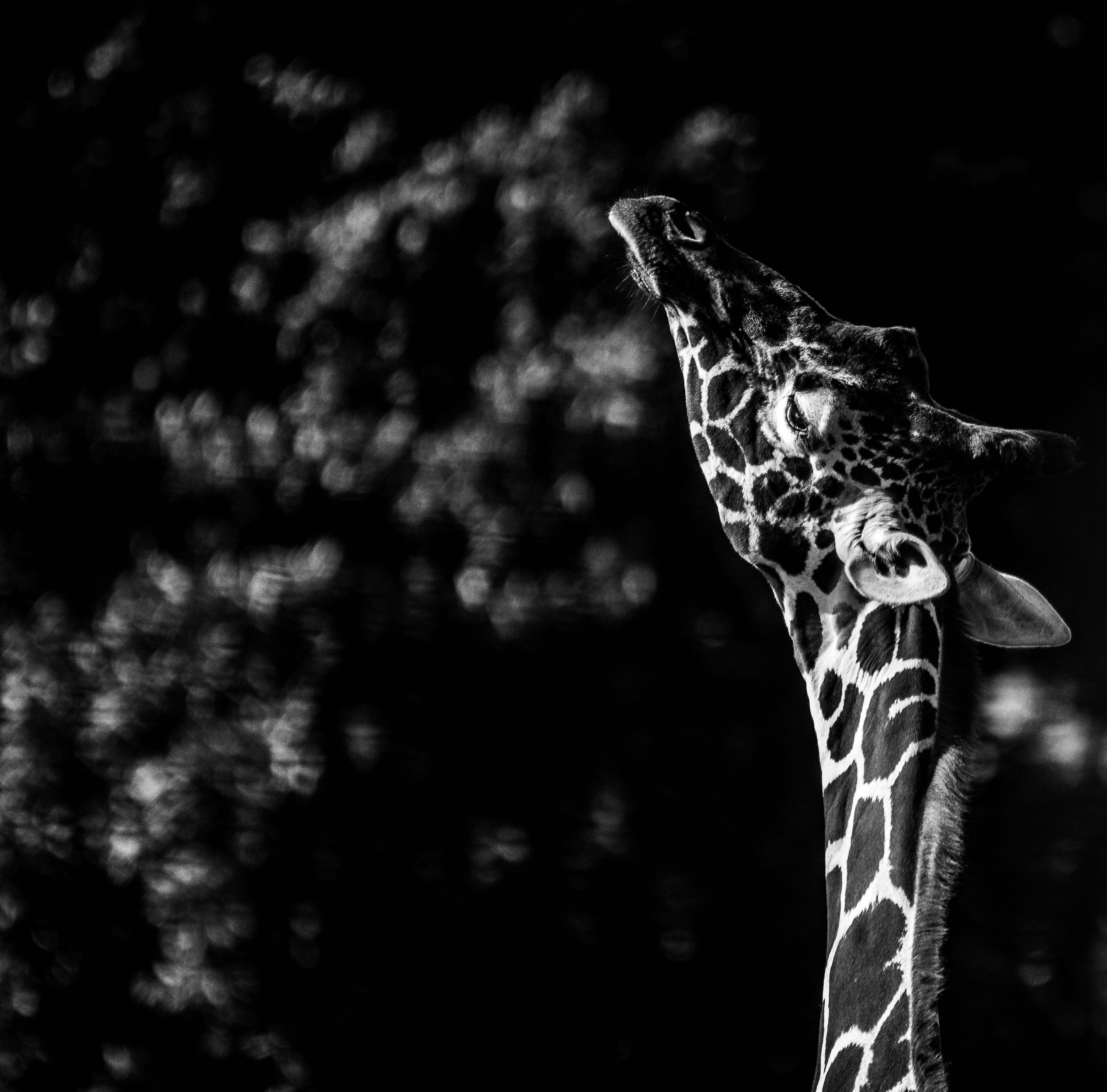 Reach For The Stars Original