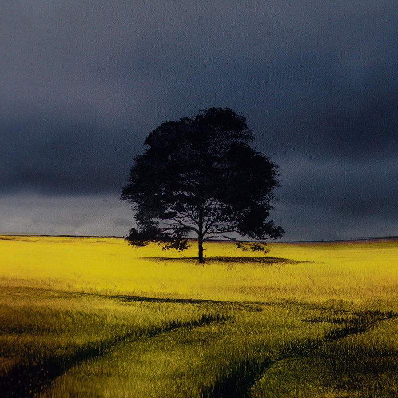 RRO Call of The Wild 4