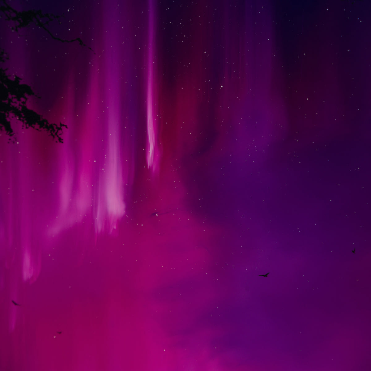 RRO ORI UNI 29783 7 Forever More VI