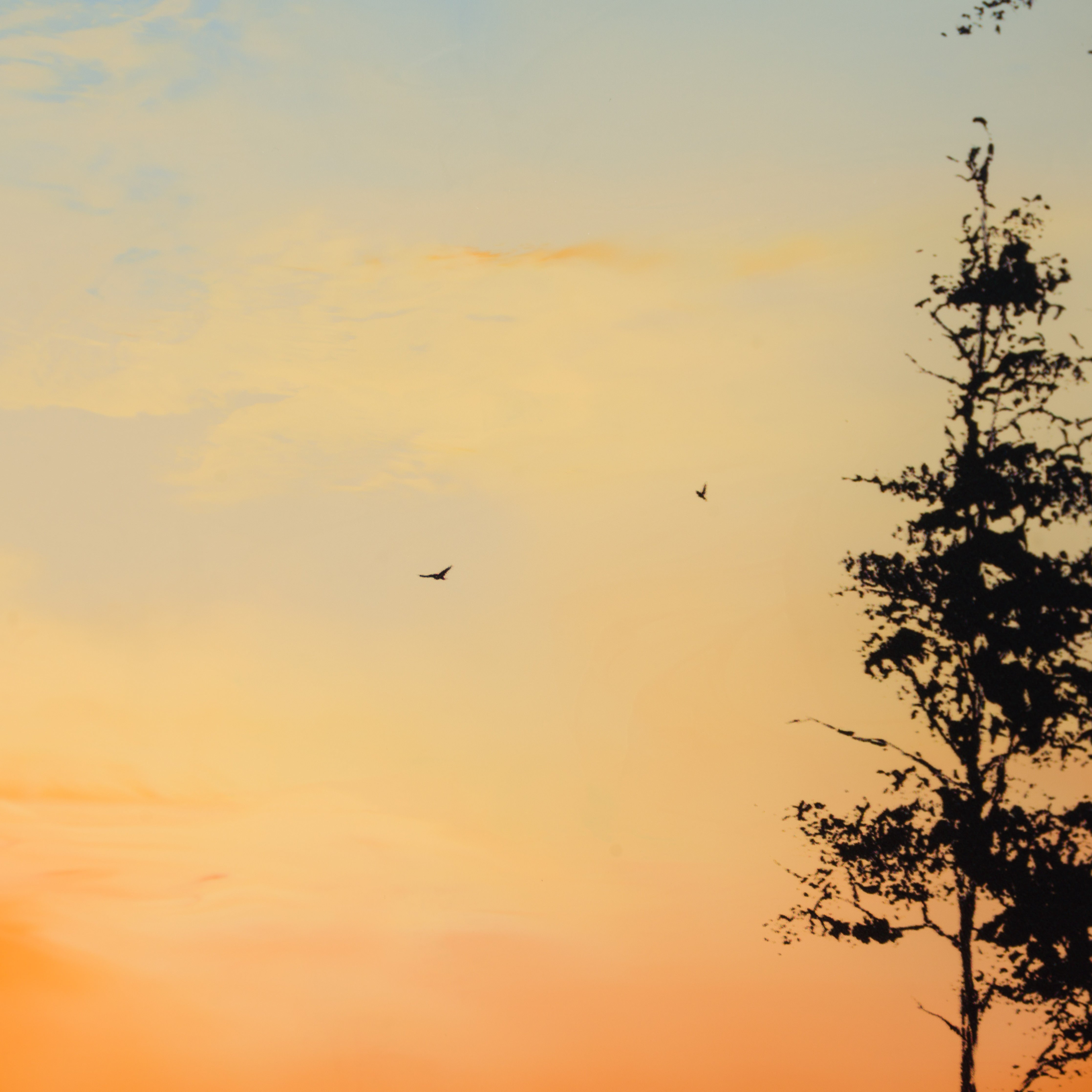 RRO ORI UNI 29784 7 Forever More VII