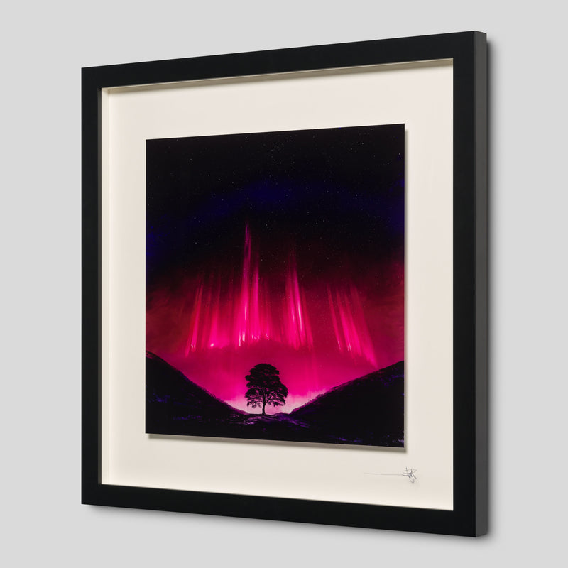 RRO SLE LAN 34329 Forever Sycamore 2