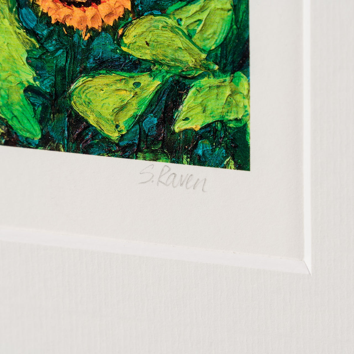 SRA 3 Sunflowers amongst Cypress Trees