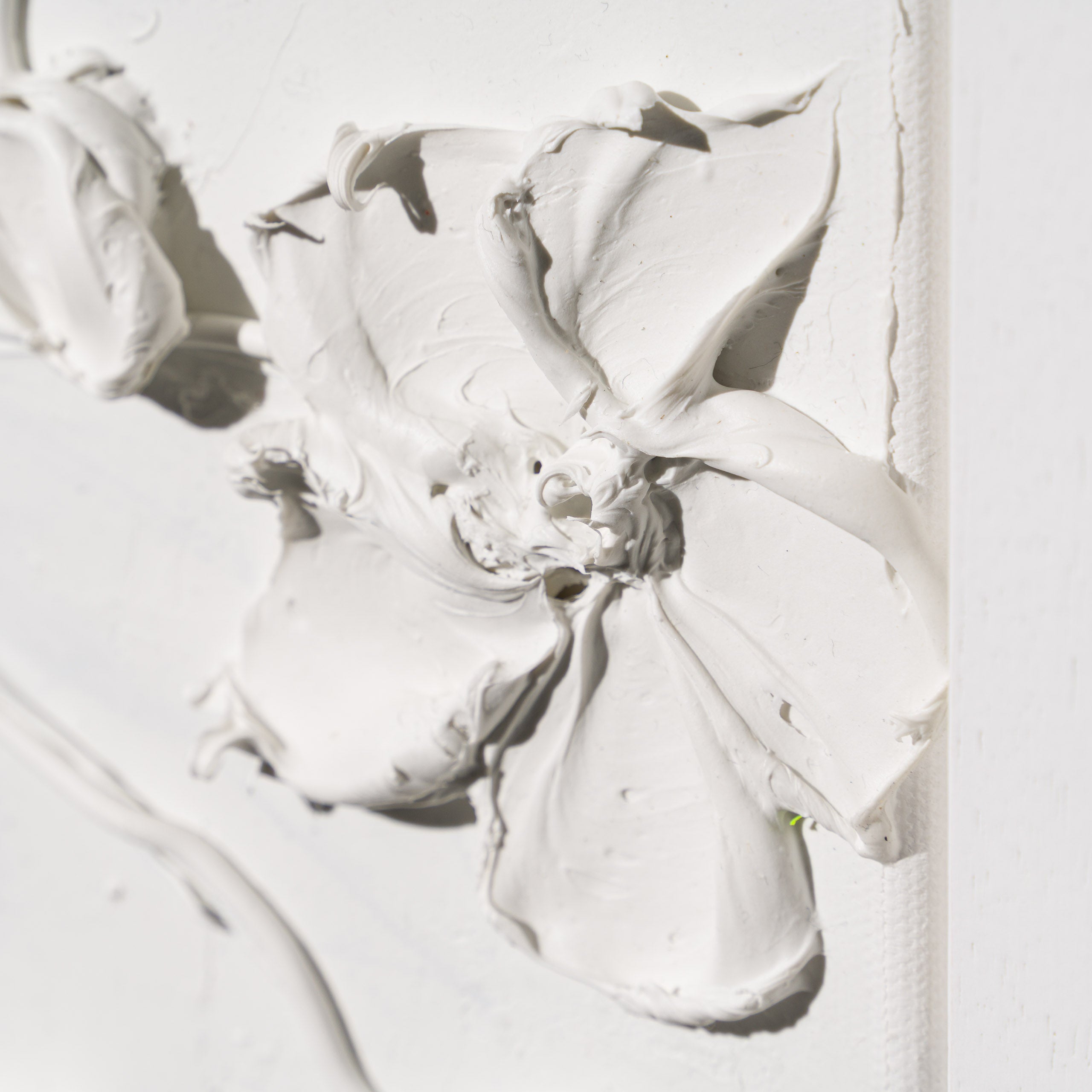 SRA ORI LAN 35856 Bloom 6