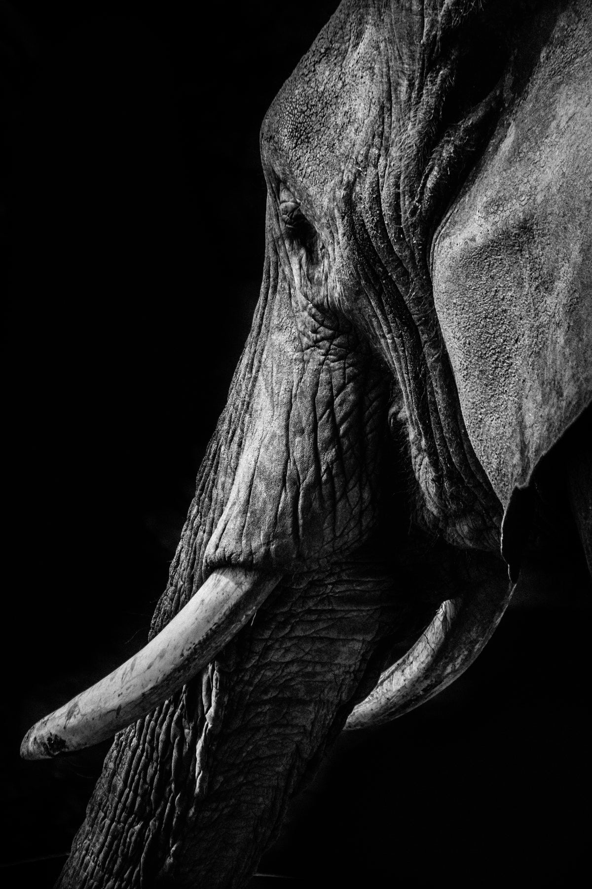 The Matriarch Orignal