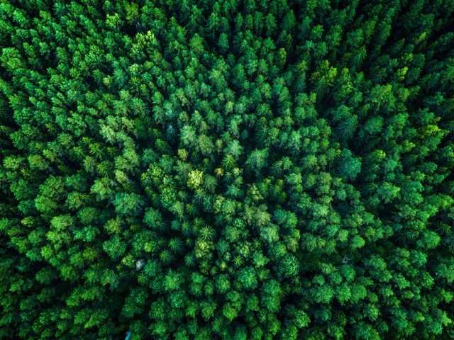 Forest Sustainability blog 