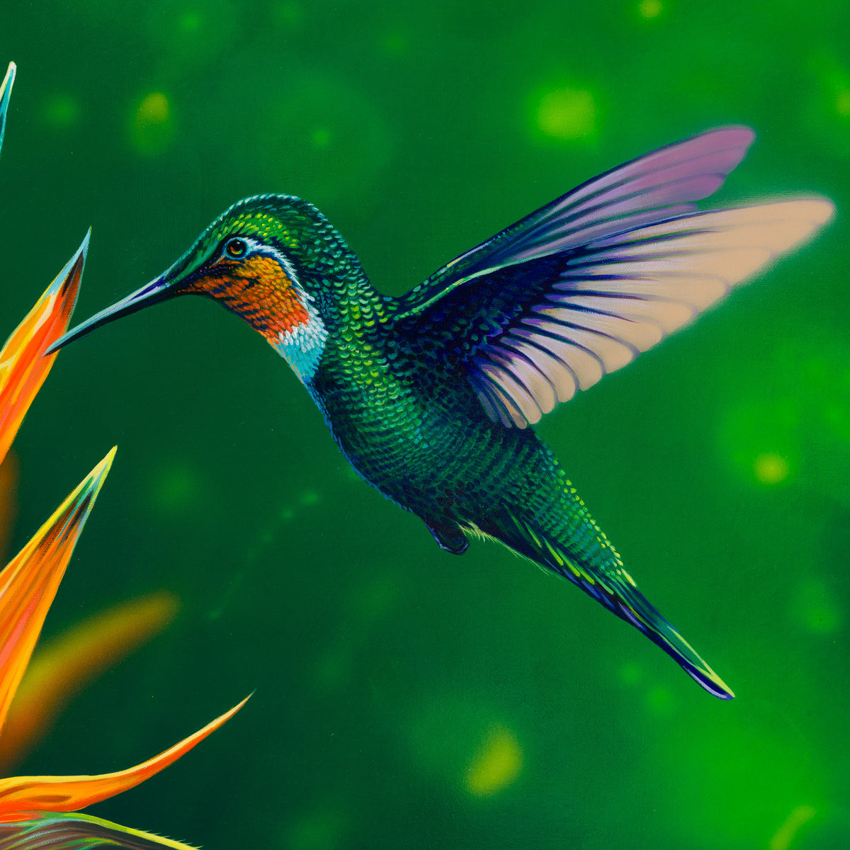 Cynanthus