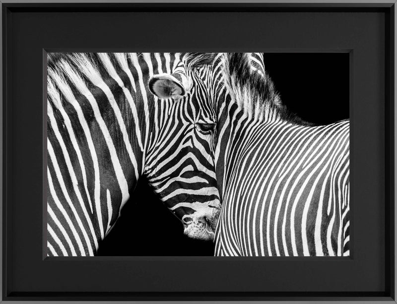 ABE AGAINST STRIPES F 