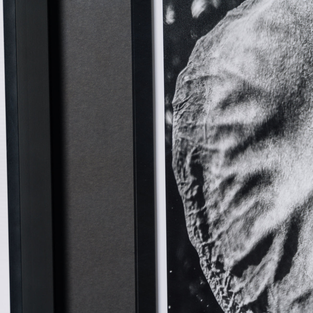 ABE SLE WWL 25722 5 Tusker 