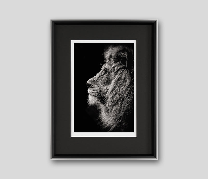 ABO PRINCE OF DARKNESS GREY 