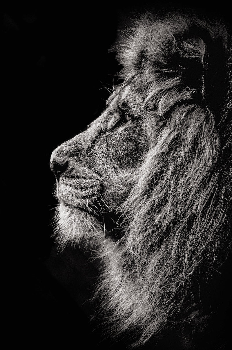 ABO Prince Of Darkness 