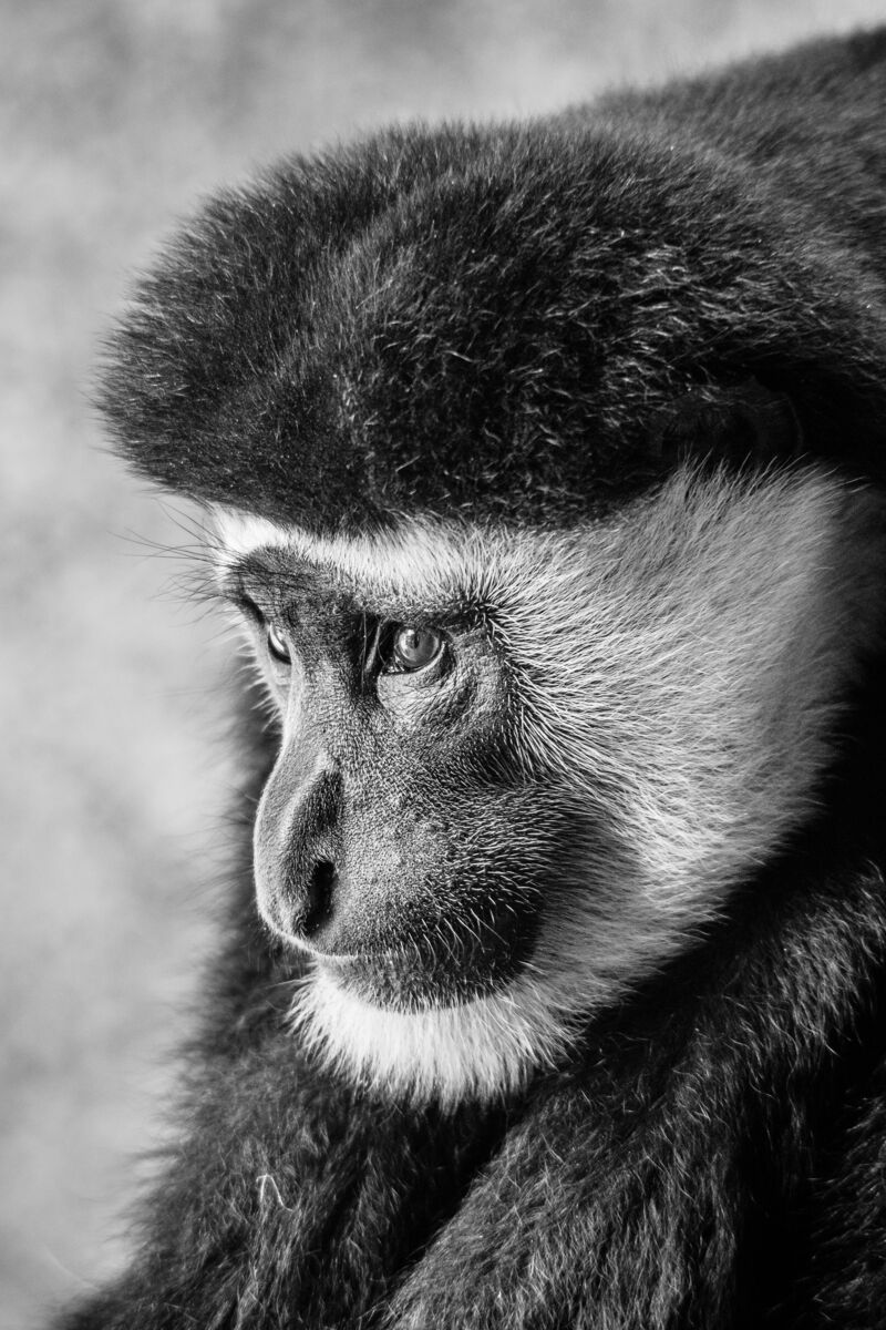 Contemplation   Orginal 