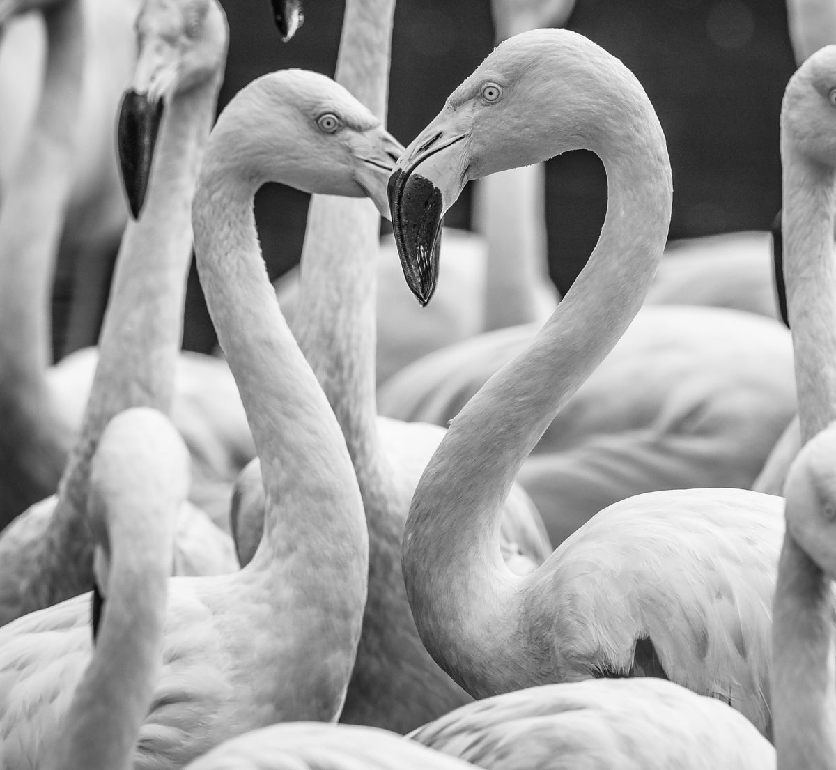 Heart Of the Flock   Original 