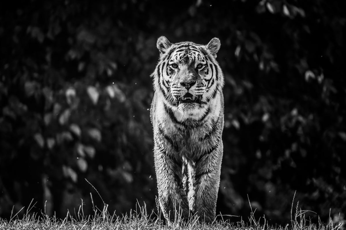 I Am Fearless   Original 