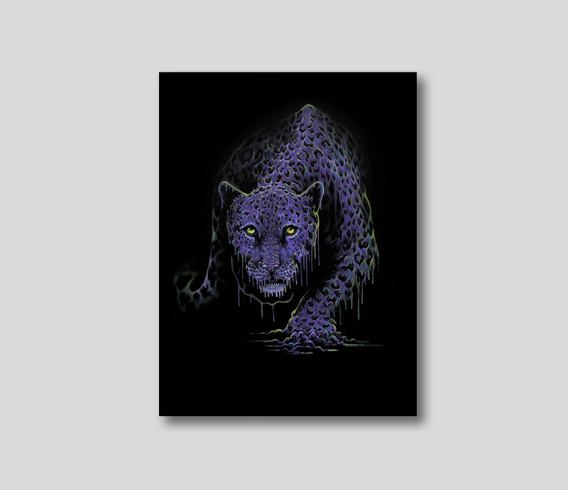 Kali Purple Cat Oxley PI (1) 