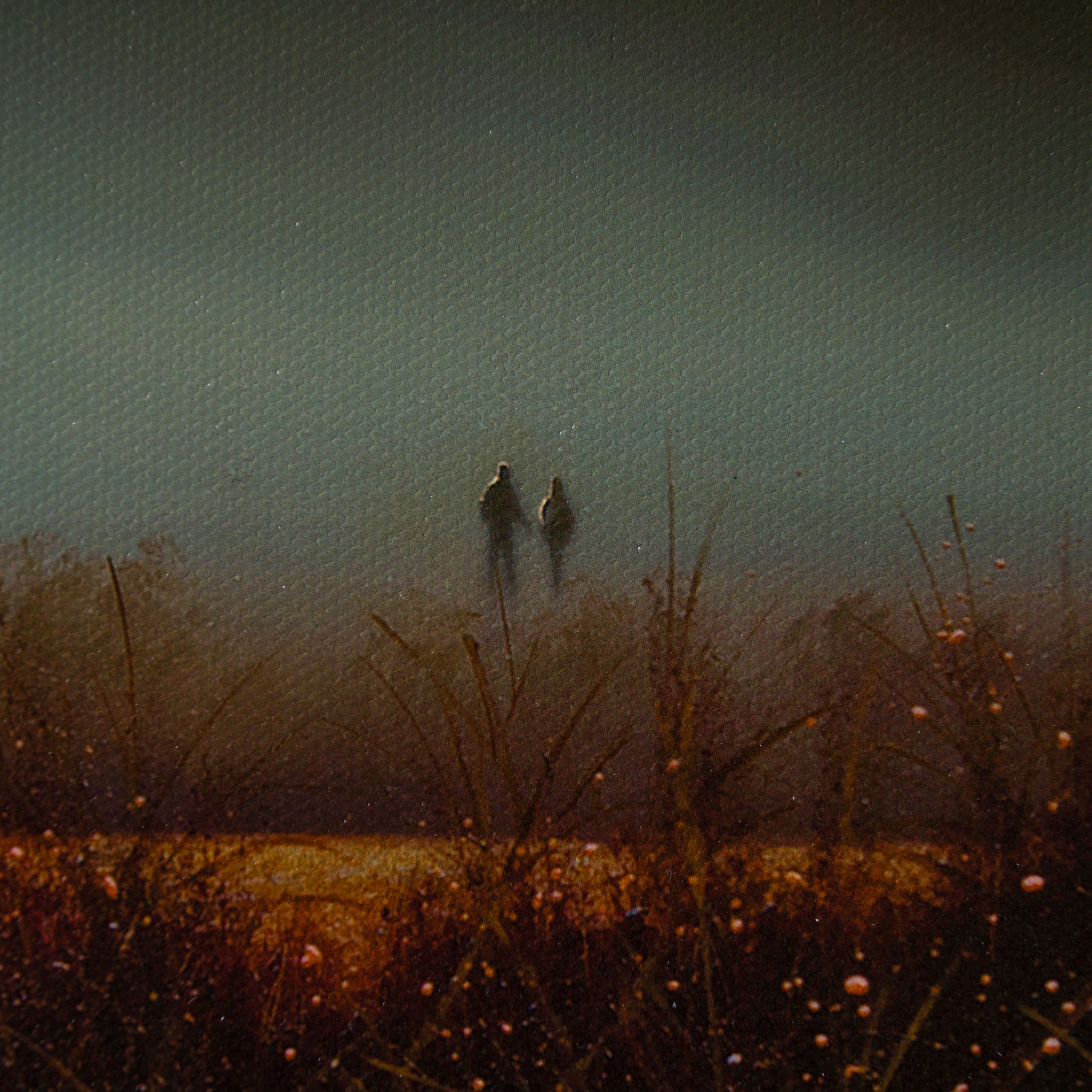 Product image 3 for lawrence-coulson-our-wilderness