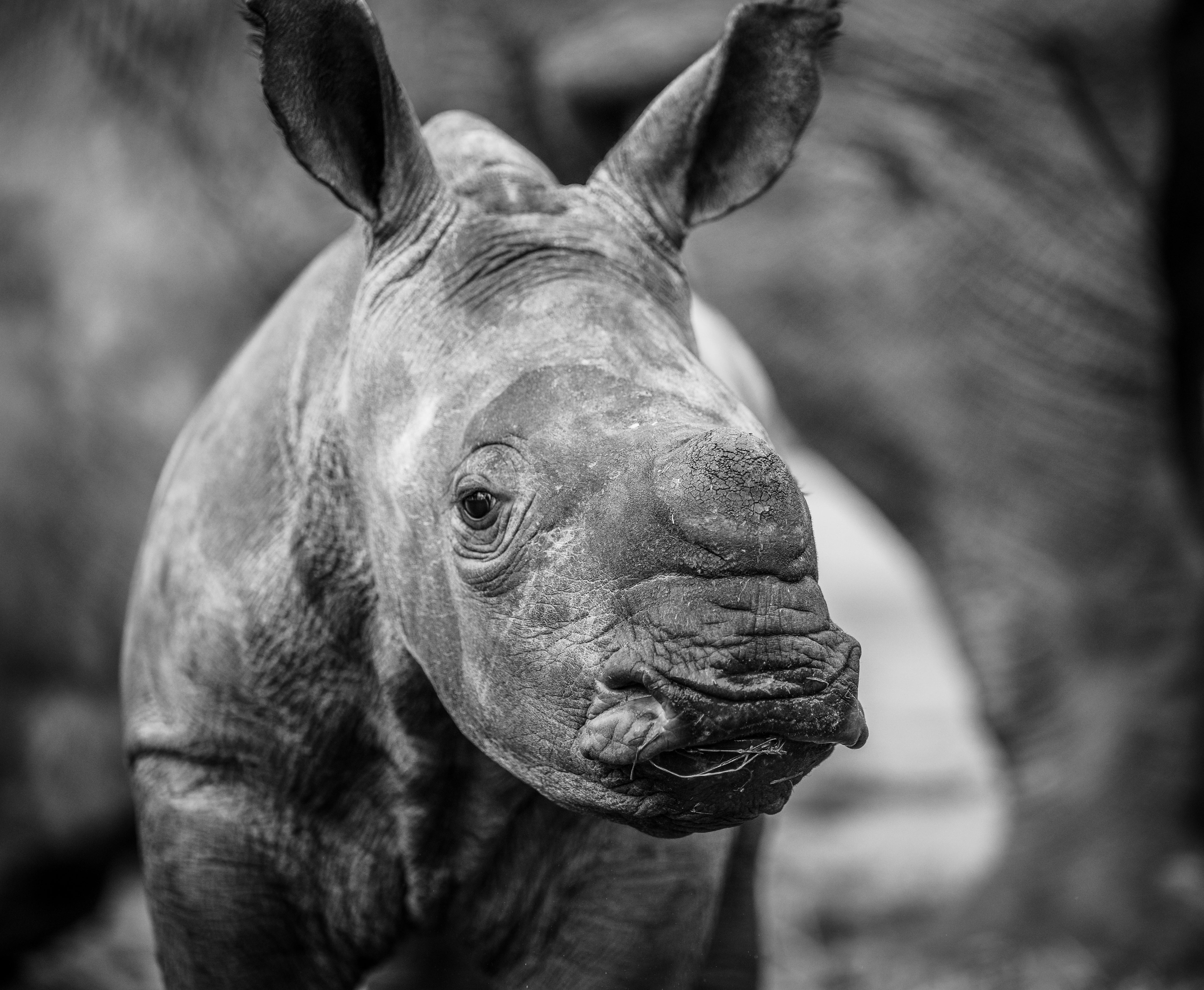 Little Miracle   Original 