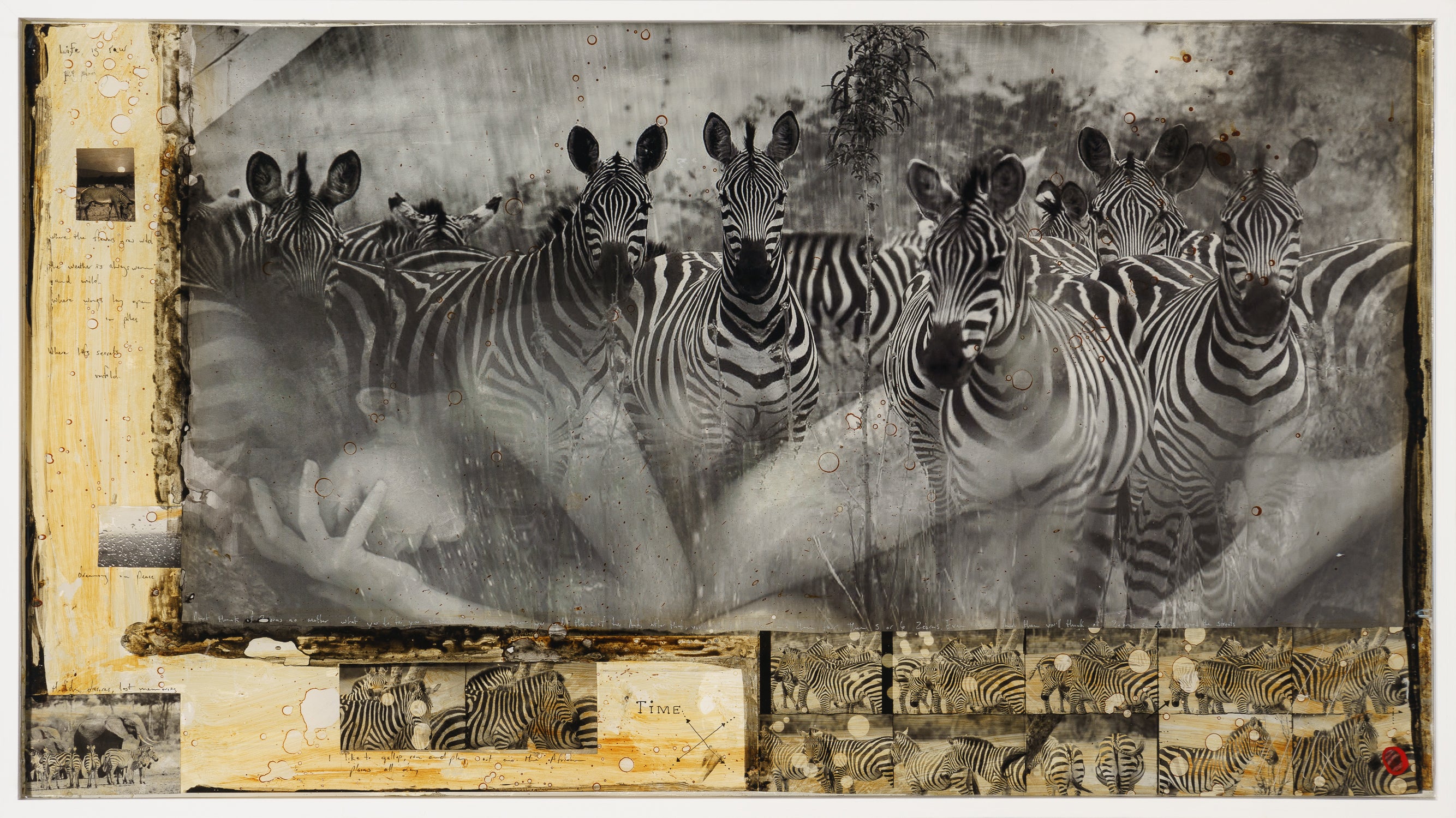 MAZ ORI POR 26889 4 Way Of The Zebra 