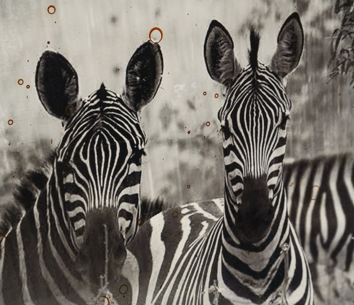 MAZ ORI POR 26889 9 Way Of The Zebra 