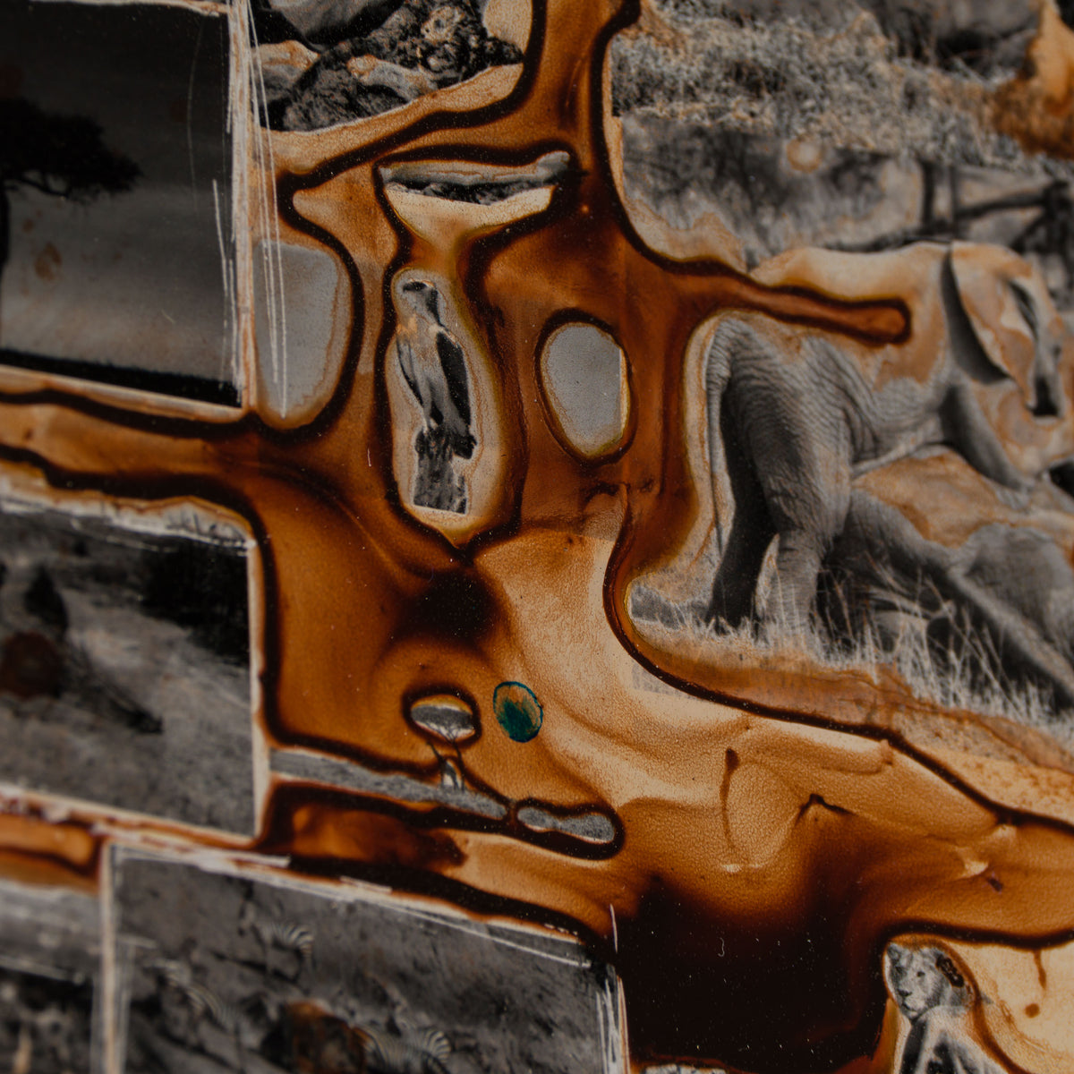 MAZ ORI POR 30630 9 Kuhama (Migrate) 