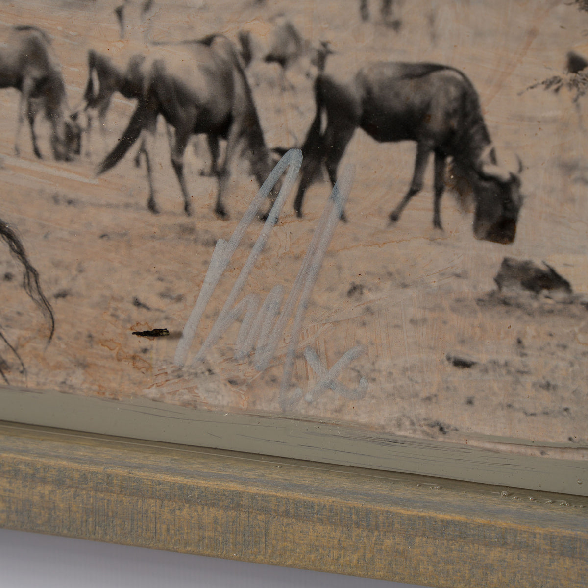 MAZ ORI POR 30634 3 Serengeti 