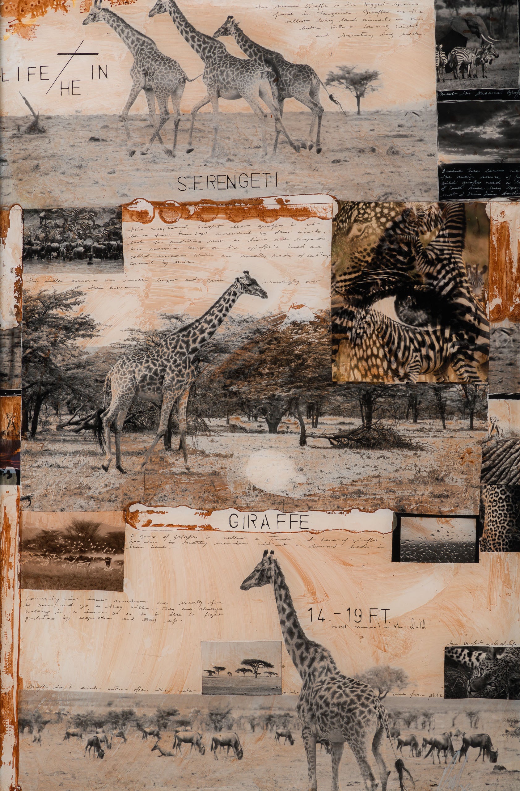 MAZ ORI POR 30634 31 Serengeti 