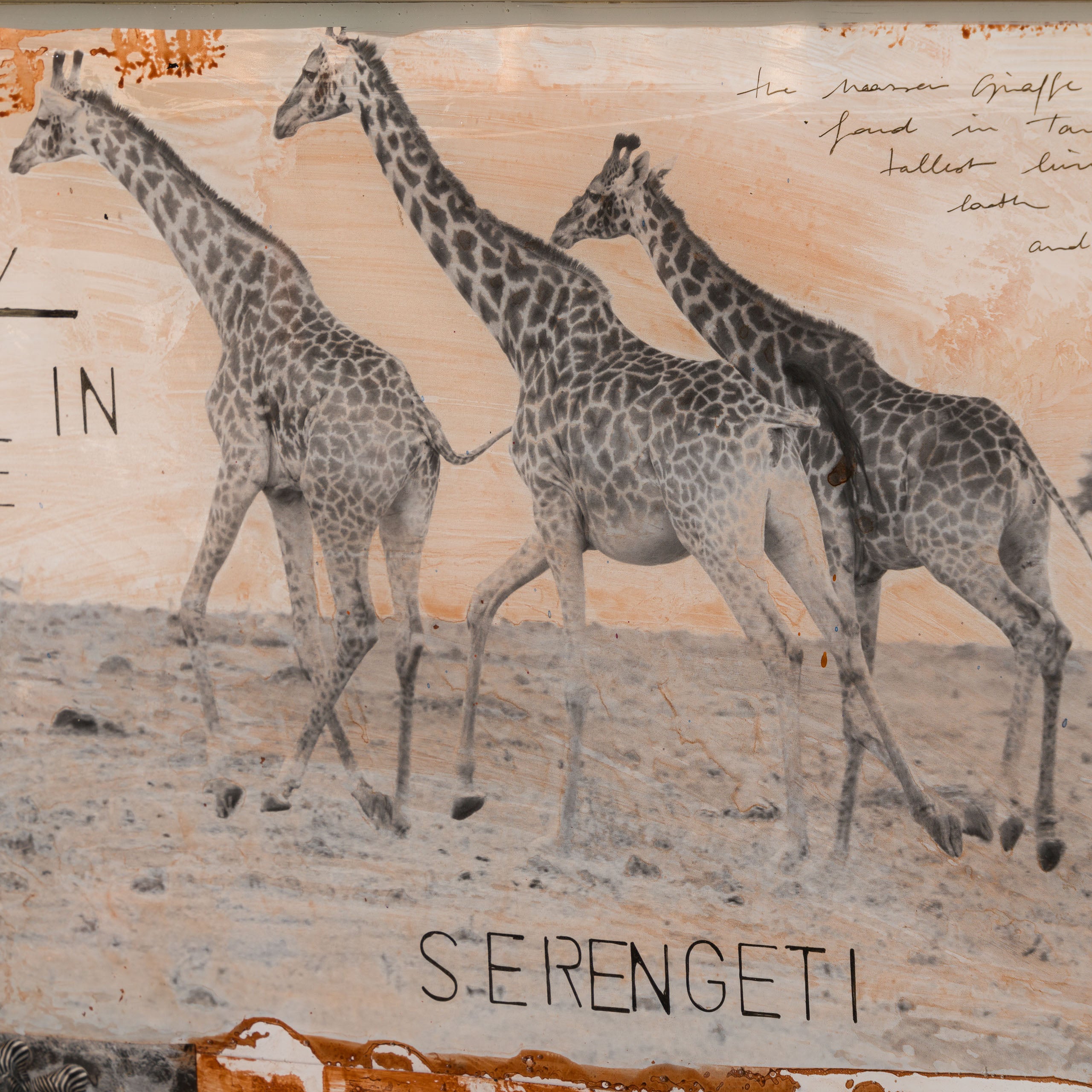 MAZ ORI POR 30634 5 Serengeti 