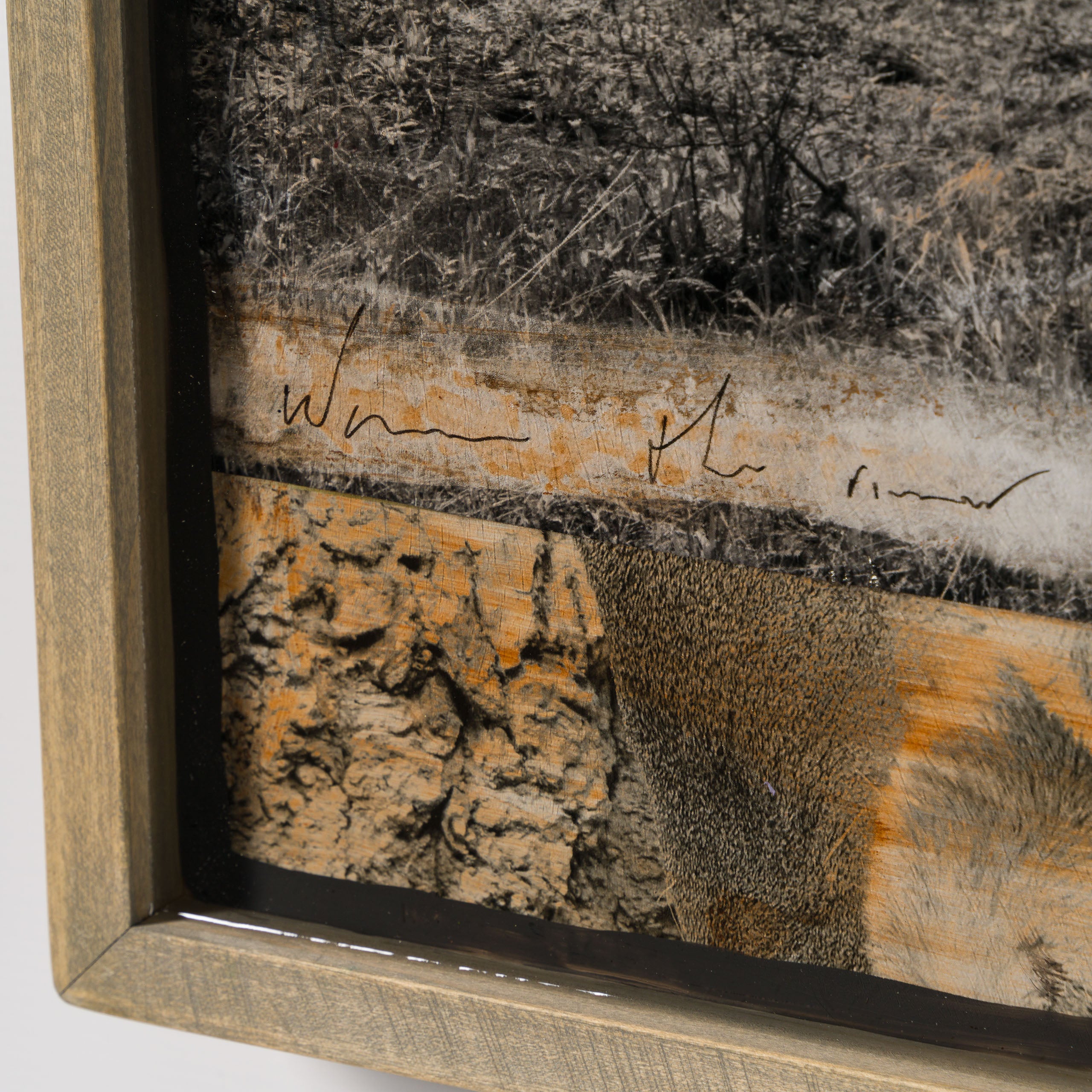 MAZ ORI POR 32921 Noble Wild 5 