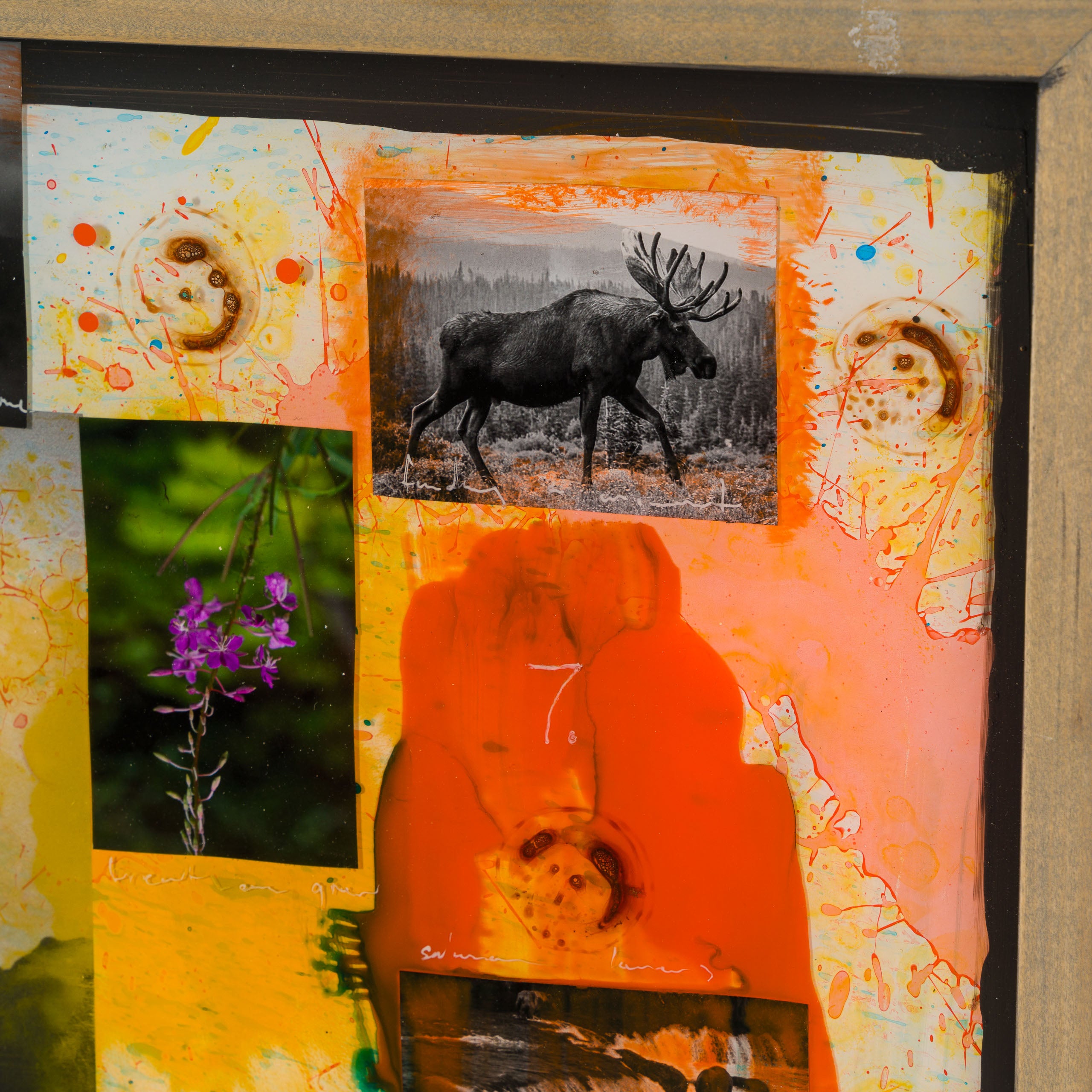 MAZ ORI POR 32929 Valley Dancer 5 