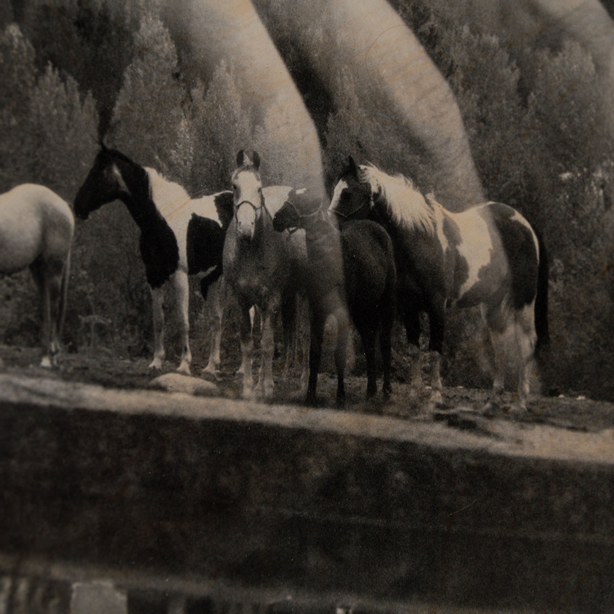 MAZ ORI POR 33724 Bound in Harmony 5 