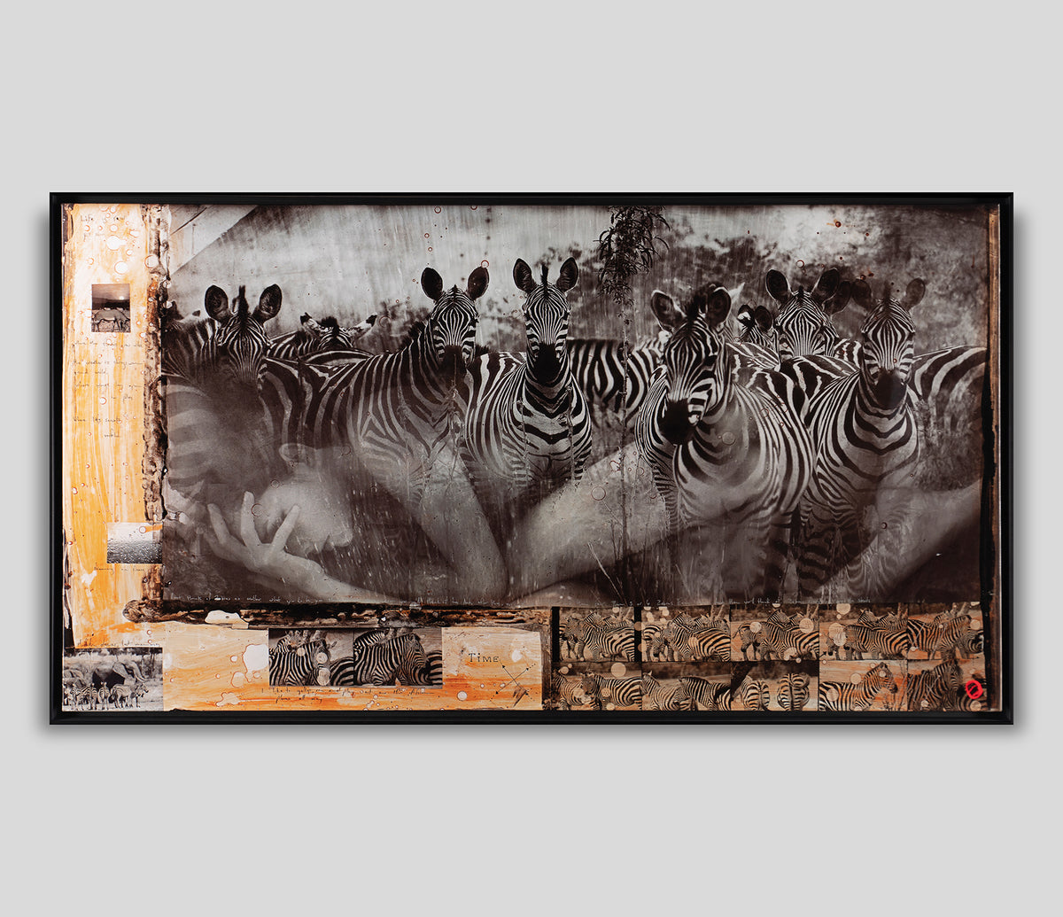 MAZ SLE POR 27811 1 Zebras 